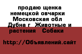 продаю щенка немецкой овчарки - Московская обл., Дубна г. Животные и растения » Собаки   